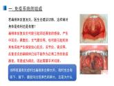 4.1 免疫系统的组成和功能 课件 【新教材】人教版（2019）高中生物选择性必修一
