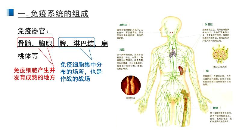 4.1 免疫系统的组成和功能 课件 【新教材】人教版（2019）高中生物选择性必修一04