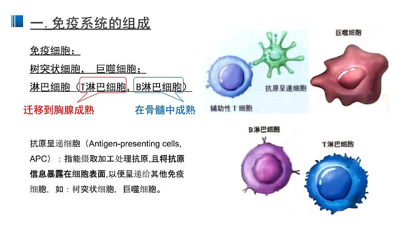 4.1 免疫系统的组成和功能 课件 【新教材】人教版（2019）高中生物选择性必修一05