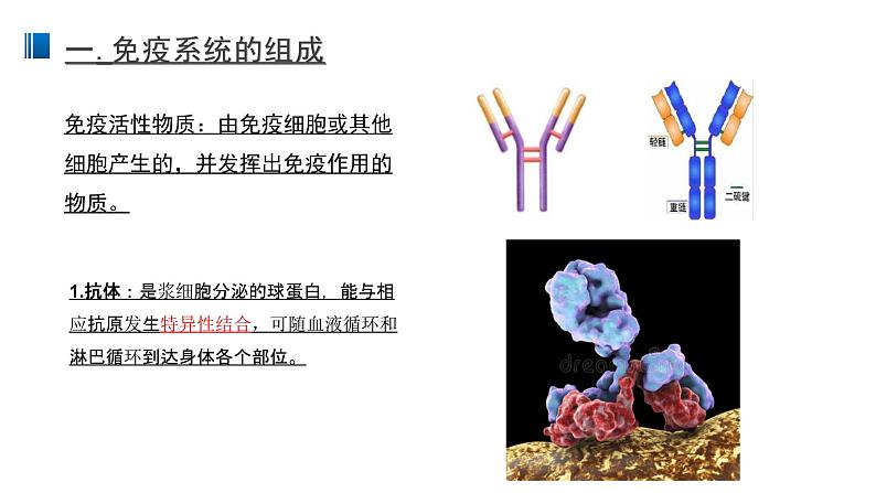 4.1 免疫系统的组成和功能 课件 【新教材】人教版（2019）高中生物选择性必修一06