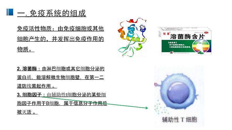 4.1 免疫系统的组成和功能 课件 【新教材】人教版（2019）高中生物选择性必修一07