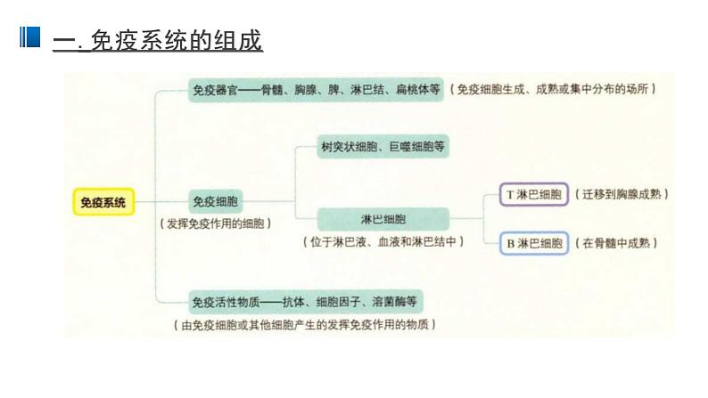 4.1 免疫系统的组成和功能 课件 【新教材】人教版（2019）高中生物选择性必修一08