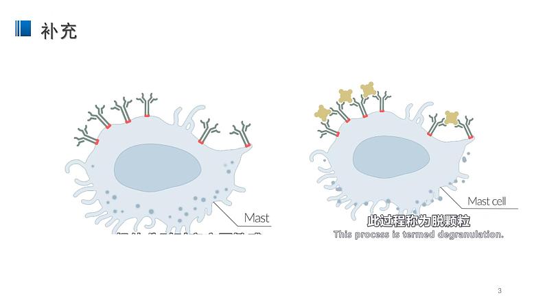 4.3 免疫失调 课件 【新教材】人教版（2019）高中生物选择性必修一03