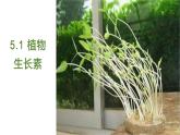 5.1 植物生长素 课件 【新教材】人教版（2019）高中生物选择性必修一