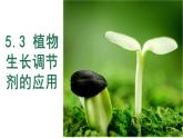 5.3 植物生長調(diào)節(jié)劑的應用 課件 【新教材】人教版（2019）高中生物選擇性必修一