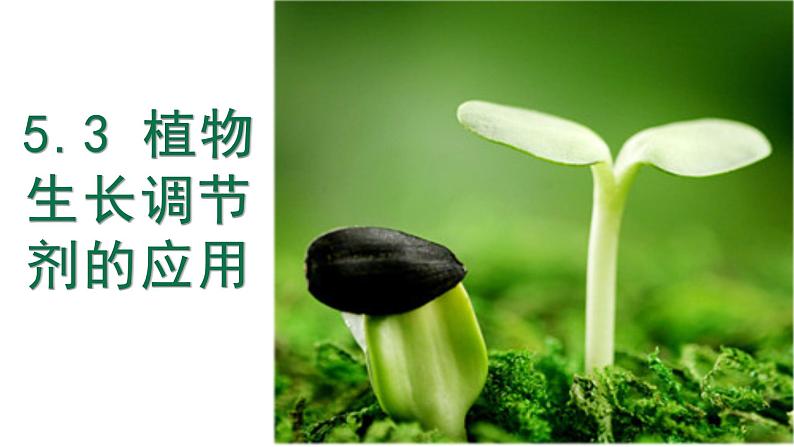 5.3 植物生长调节剂的应用 课件 【新教材】人教版（2019）高中生物选择性必修一第1页