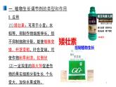 5.3 植物生長調(diào)節(jié)劑的應用 課件 【新教材】人教版（2019）高中生物選擇性必修一