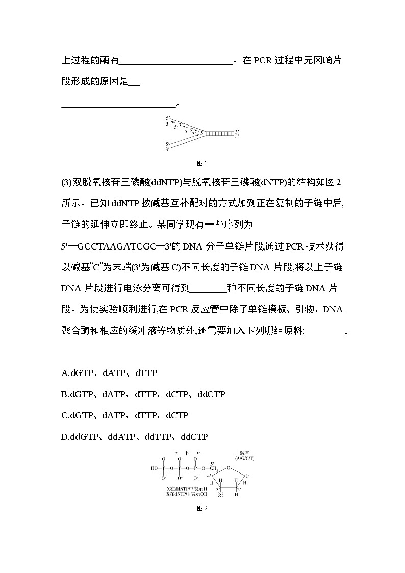 专题强化练1　PCR扩增技术第3页