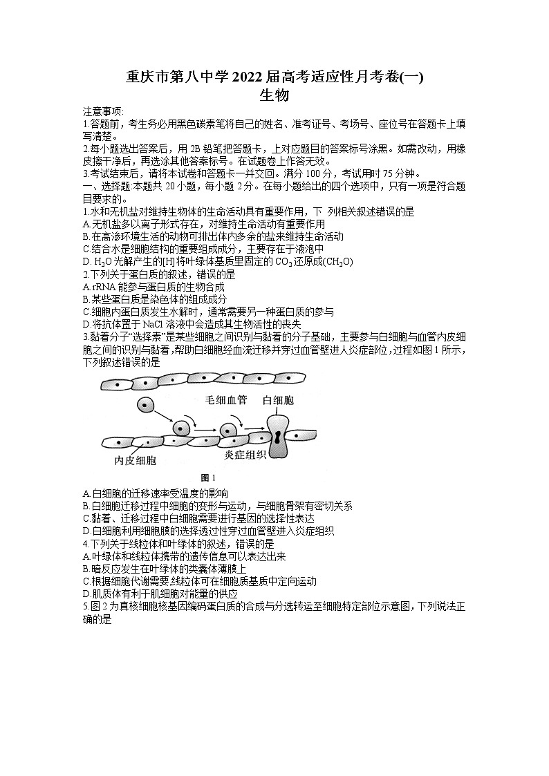 2022届重庆市第八中学高三上学期9月高考适应性月考卷（一）生物试题（word版含有答案）01