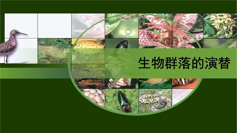 生物——群落的演替课件PPT01