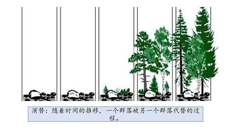 生物——群落的演替课件PPT05