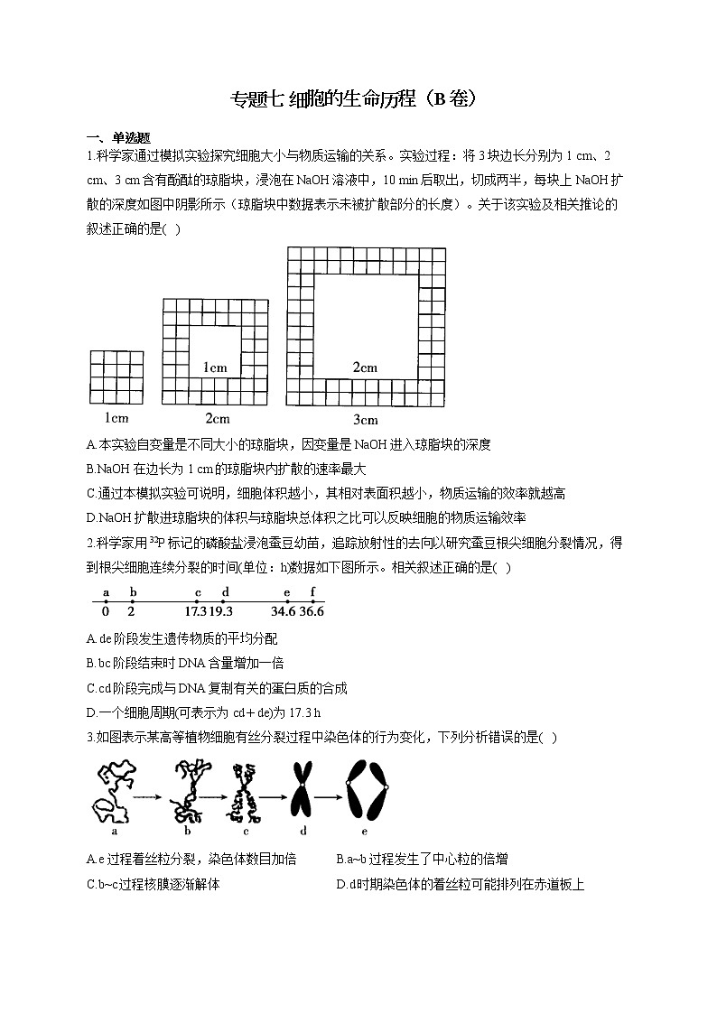 【新课标新高考】2022届高考生物二轮复习专题练AB卷 专题七 细胞的生命历程（B卷）第1页