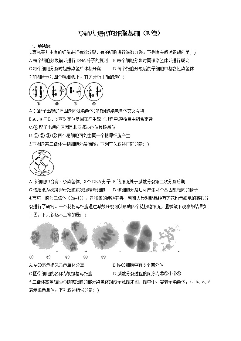 【新课标新高考】2022届高考生物二轮复习专题练AB卷 专题八 遗传的细胞基础（B卷）第1页