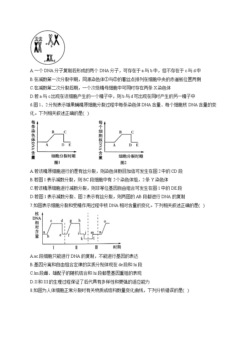 【新课标新高考】2022届高考生物二轮复习专题练AB卷 专题八 遗传的细胞基础（B卷）第2页