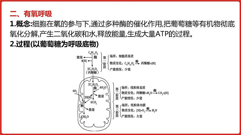 全国通用高中生物  一轮复习  第二单元  专题五  细胞呼吸课件PPT第8页