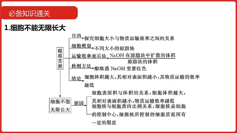 全国通用高中生物  一轮复习  第三单元  专题七  细胞的增殖课件PPT第7页