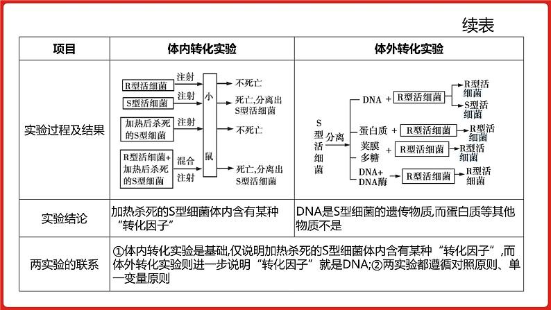 全国通用高中生物  一轮复习  第四单元  专题十  遗传的分子基础课件PPT第8页