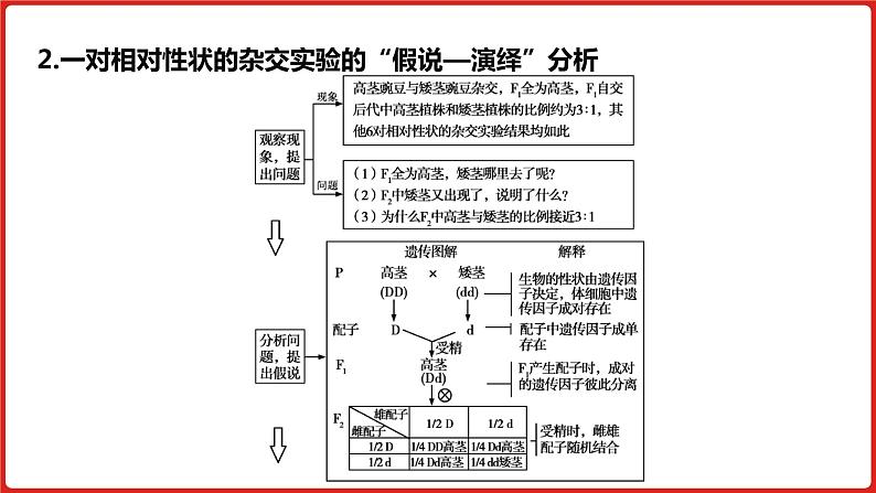 全国通用高中生物  一轮复习  第五单元  专题十一  基因的分离定律课件PPT第8页