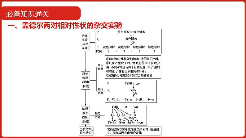 全国通用高中生物  一轮复习  第五单元  专题十二  基因的自由组合定律课件PPT第7页