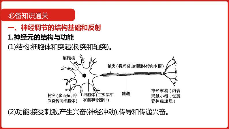 全国通用高中生物  一轮复习  第七单元  专题十七  人和高等动物的神经调节课件PPT第6页