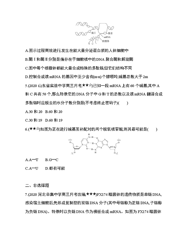 专题强化练7　碱基互补配对原则的相关计算第2页