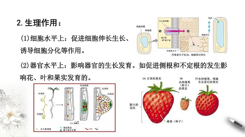 5.1.2 植物生长激素（课件）-2020-2021学年上学期高二生物学同步精品课堂（新教材人教版选择性必修1）（共23张PPT）第8页