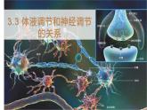 3.3 体液调节和神经调节的关系 课件 【新教材】人教版（2019）高中生物选择性必修一