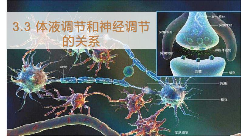 3.3 体液调节和神经调节的关系 课件 【新教材】人教版（2019）高中生物选择性必修一第1页