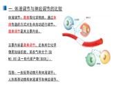 3.3 体液调节和神经调节的关系 课件 【新教材】人教版（2019）高中生物选择性必修一