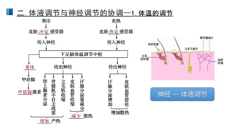 3.3 体液调节和神经调节的关系 课件 【新教材】人教版（2019）高中生物选择性必修一第8页