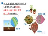 5.2 其它植物激素 課件 【新教材】人教版（2019）高中生物選擇性必修一