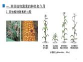 5.2 其它植物激素 課件 【新教材】人教版（2019）高中生物選擇性必修一