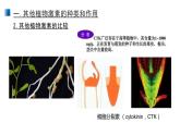 5.2 其它植物激素 課件 【新教材】人教版（2019）高中生物選擇性必修一