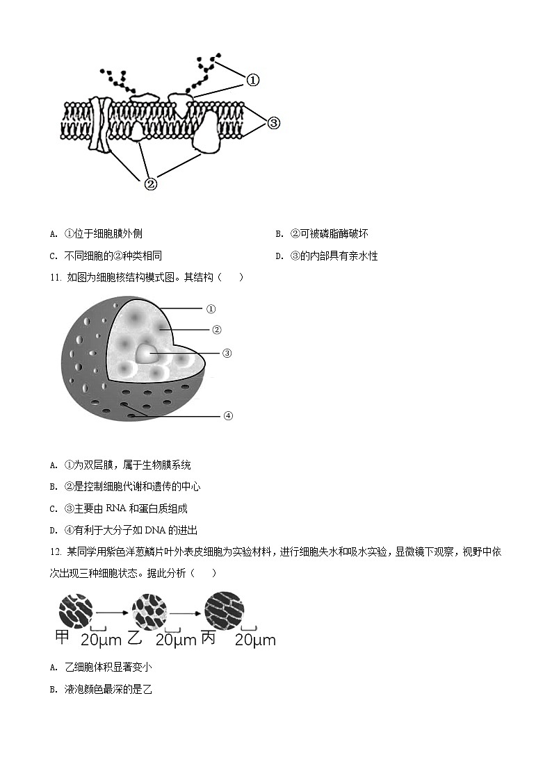2020-2021学年广东省深圳市宝安区高一上学期期末生物试题（Word版含答案）03