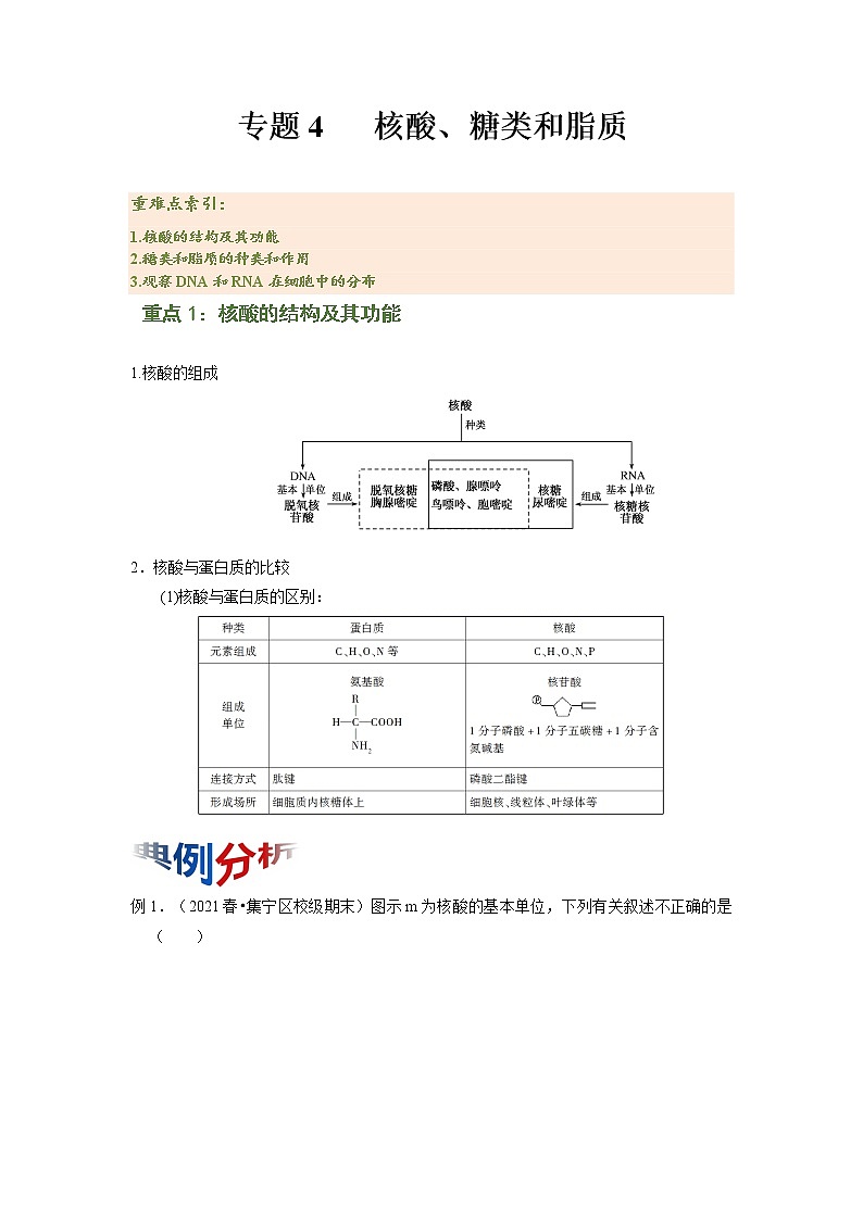 专题04 核酸、糖类和脂质（知识点串讲）-2021-2022学年高一生物上学期期末考点大串讲（人教版2019必修1）学案01