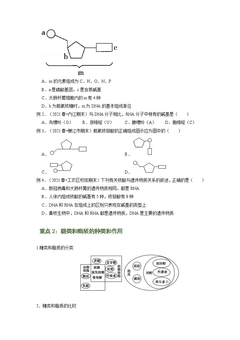 专题04 核酸、糖类和脂质（知识点串讲）-2021-2022学年高一生物上学期期末考点大串讲（人教版2019必修1）学案02