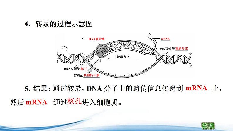 必修2生物新教材苏教版23第1课时DNA分子通过RNA指导蛋白质的合成pptx_15第5页