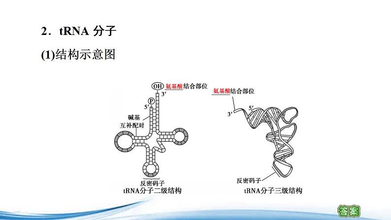 必修2生物新教材苏教版23第1课时DNA分子通过RNA指导蛋白质的合成pptx_15第8页