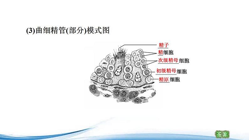 必修2生物新教材苏教版11第2课时哺乳动物生殖细胞的形成、受精作用孕育新的生命p_6课件PPT第4页