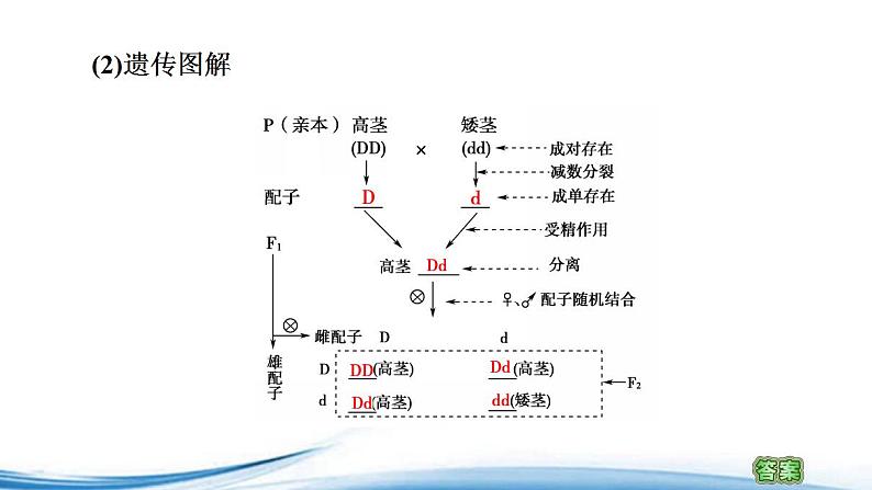 分离定律PPT课件免费下载06