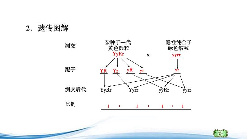 必修2生物新教材苏教版13第2课时自由组合定律pptx_4第4页