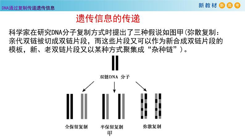 DNA通过复制传递遗传信息PPT课件免费下载02