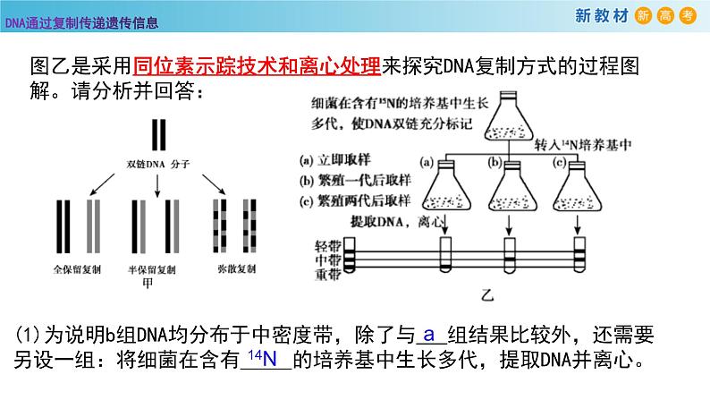 DNA通过复制传递遗传信息PPT课件免费下载04