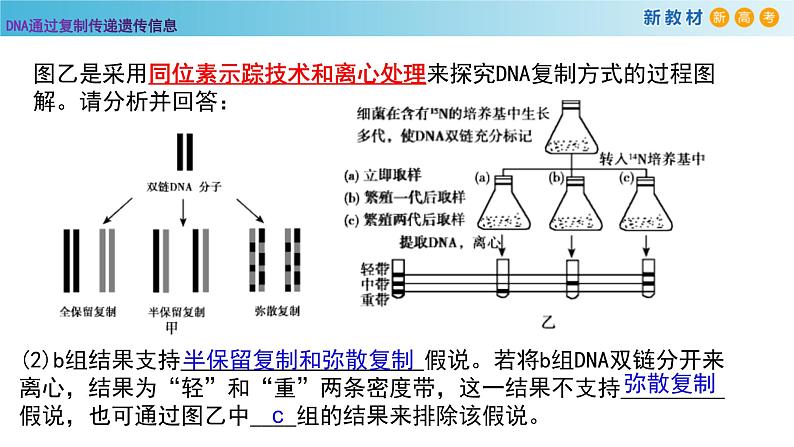 DNA通过复制传递遗传信息PPT课件免费下载05