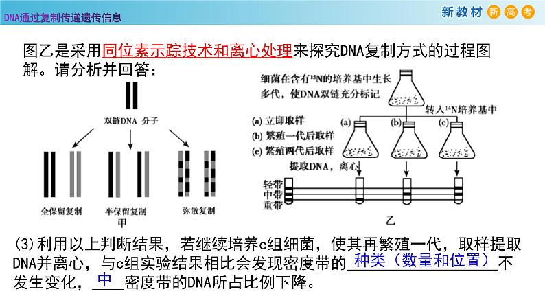 DNA通过复制传递遗传信息PPT课件免费下载06