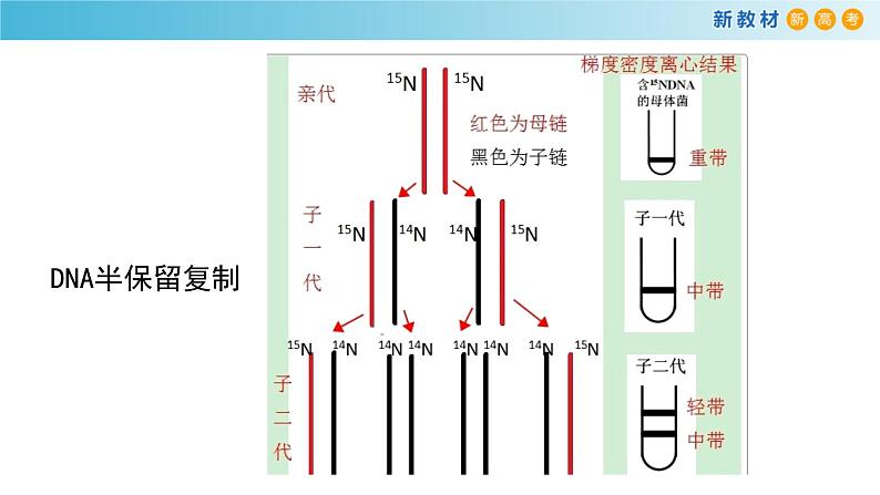 DNA通过复制传递遗传信息PPT课件免费下载07