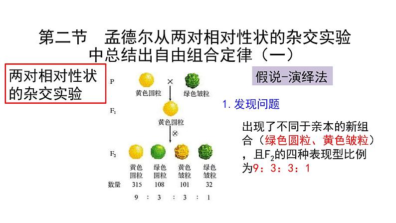 必修2生物新教材浙科121孟德尔从两对相对性状的杂交实验中总结出自由组合定律pp_3课件PPT03