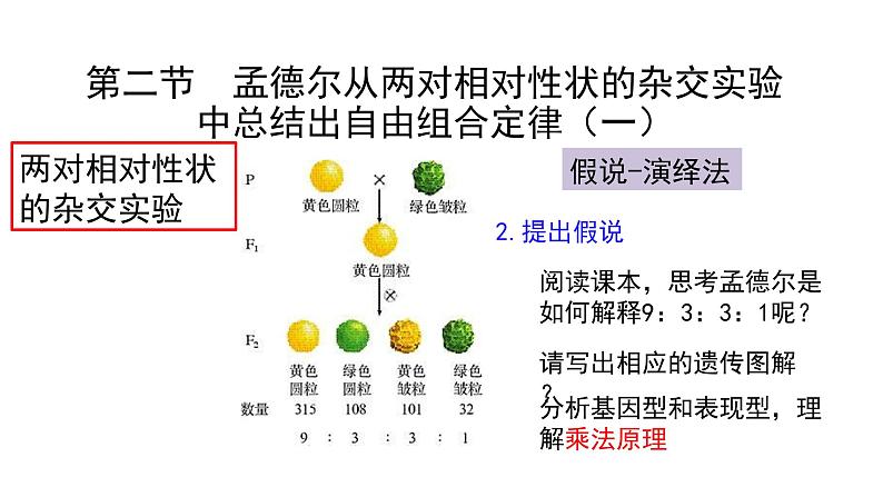 必修2生物新教材浙科121孟德尔从两对相对性状的杂交实验中总结出自由组合定律pp_3课件PPT04