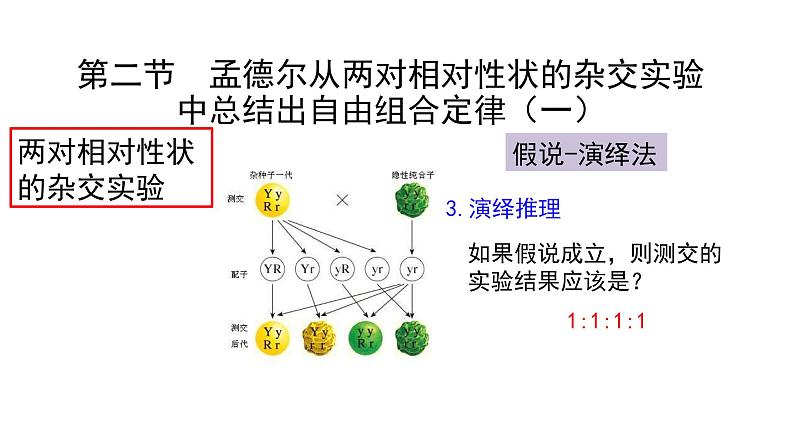 必修2生物新教材浙科121孟德尔从两对相对性状的杂交实验中总结出自由组合定律pp_3课件PPT05