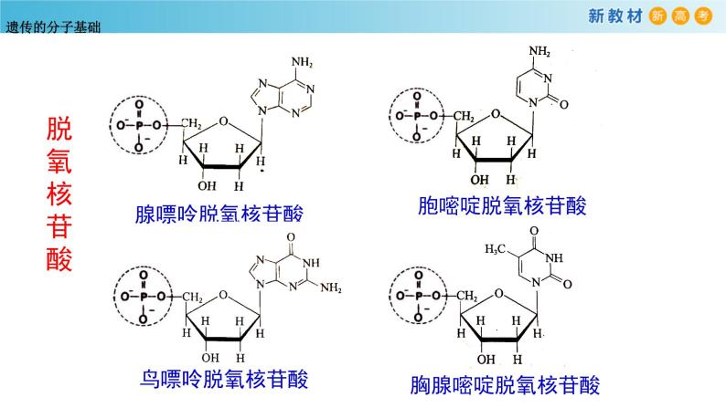 遗传信息编码在DNA分子上PPT课件免费下载03